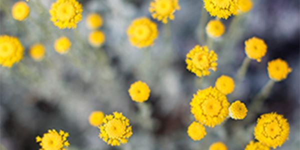 технология L'Occitane