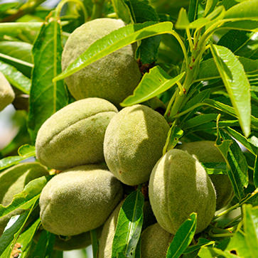 Featured Ingredient - L'Occitane