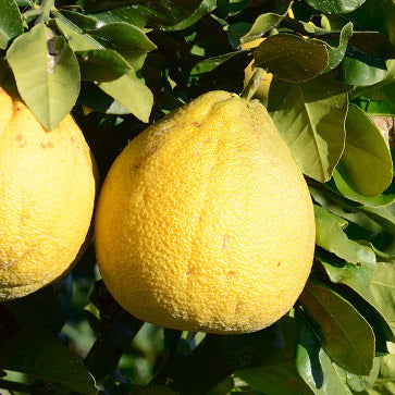 Featured Ingredient - L'Occitane