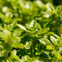 Thyme Featured Ingredient - L'Occitane