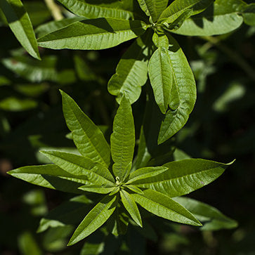 Featured Ingredient - L'Occitane