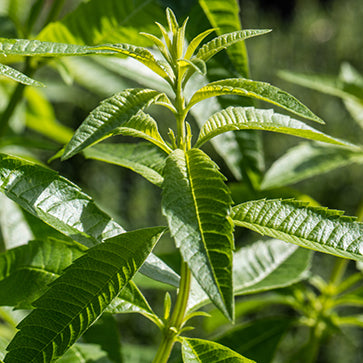  Featured Ingredient - L'Occitane