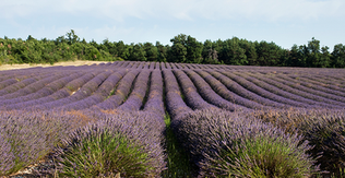 Порно вуфель бір жігіт Менің әпкемге супер порно келді
